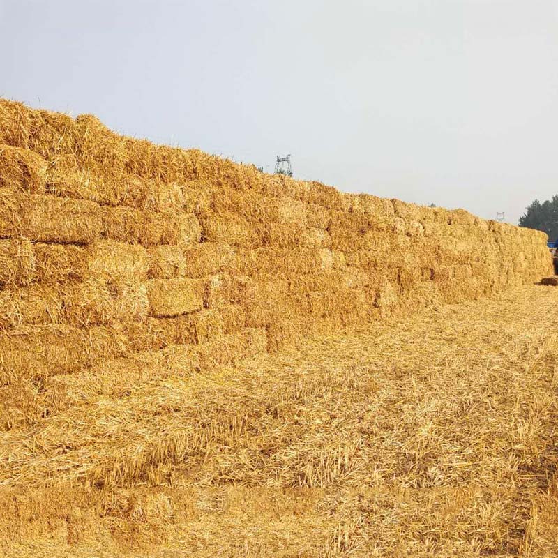 供应小麦秸秆牛羊饲料用麦草