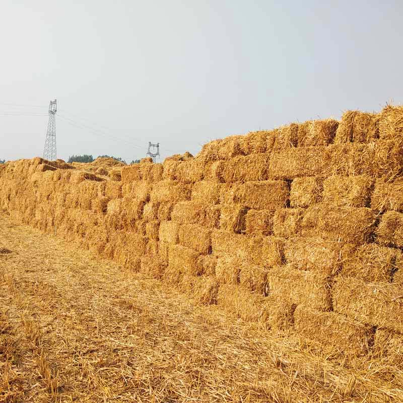 龙达出售小麦秸秆牛羊饲料用麦草