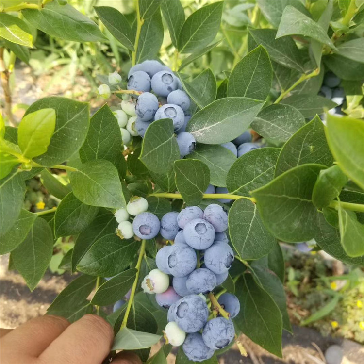 三年蓝莓苗图片