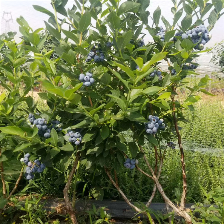 蓝莓苗基地