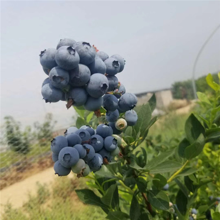 广东新品种蓝莓苗出售