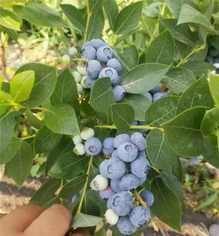 湖南绿宝石蓝莓苗出售