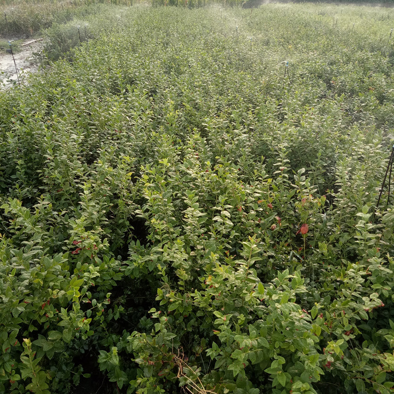 薄雾蓝莓苗批发