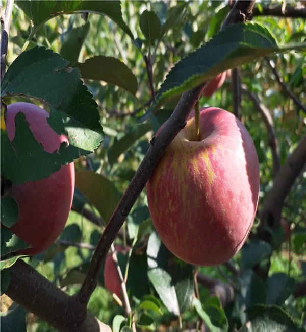 新品种苹果苗培育 基地新品种苹果苗直销