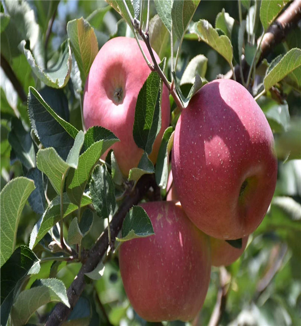 维纳斯黄金苹果苗供应商 苹果成品苗品种齐全