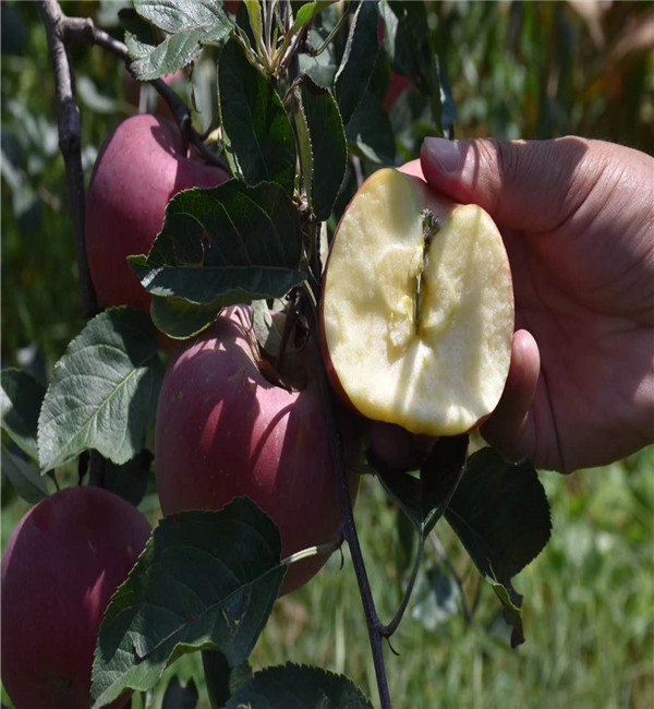 新品种苹果苗培育