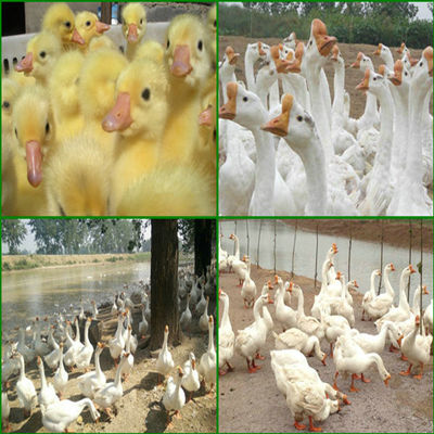南阳鹅苗孵化场,鹅苗价格,鹅苗批发,鹅苗多少钱一只,鹅苗养殖技术