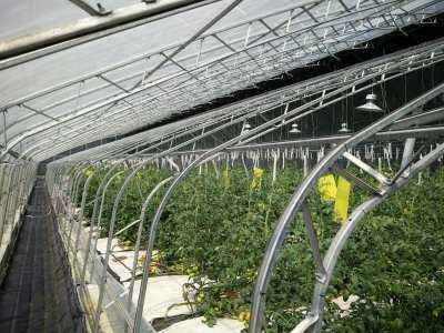 玻璃温室大棚 供应生产