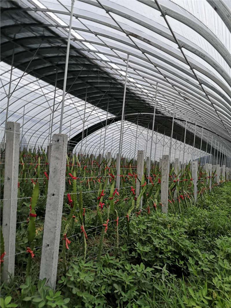 温室草莓大棚