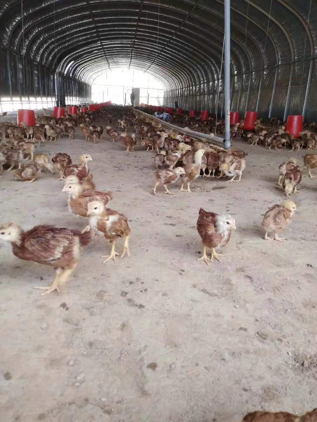畜棚养殖实施方案 北京养殖棚 优质养殖棚批发