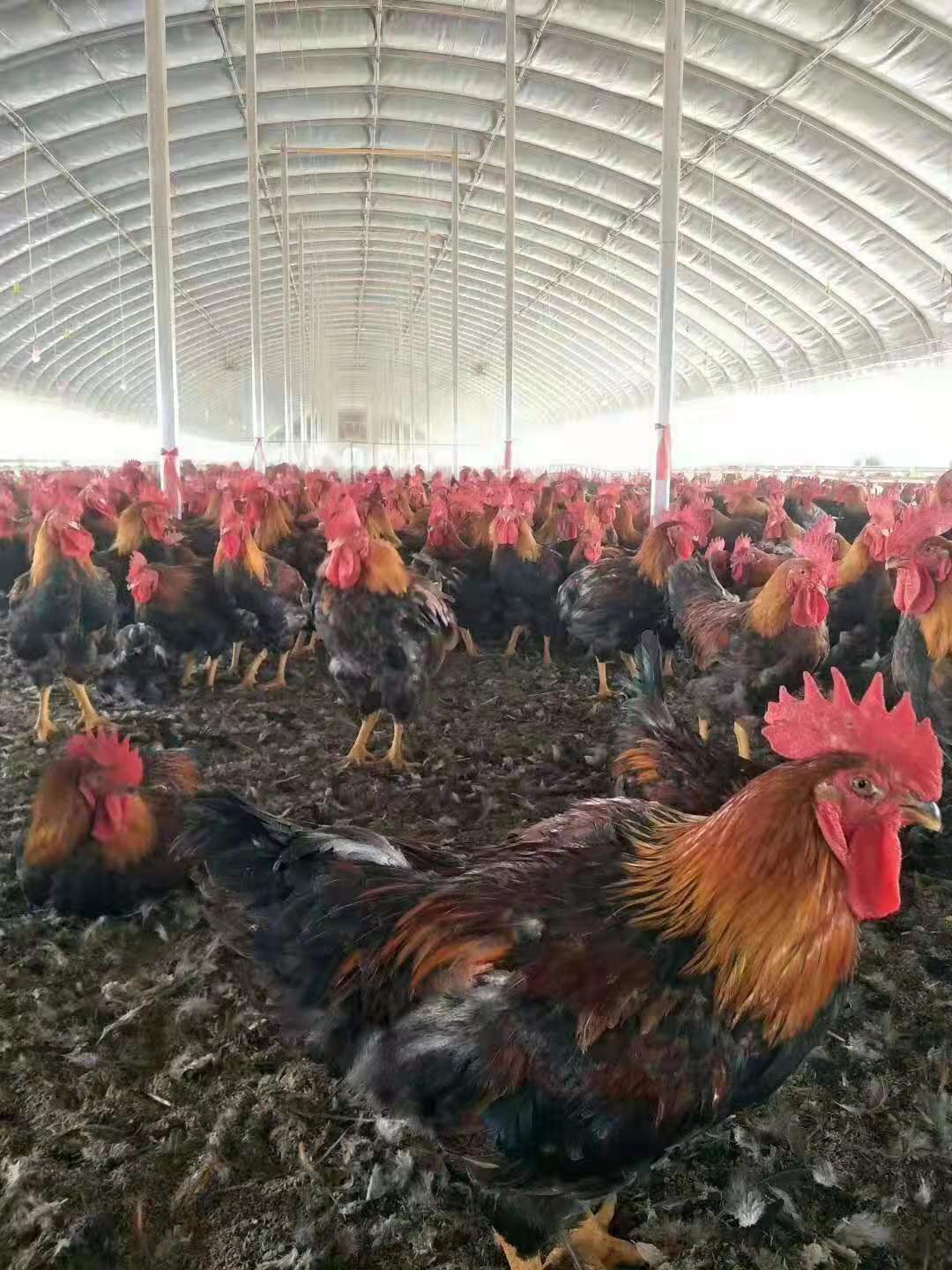 养殖棚顶用什么 青岛养殖棚 土鸡养殖棚厂家