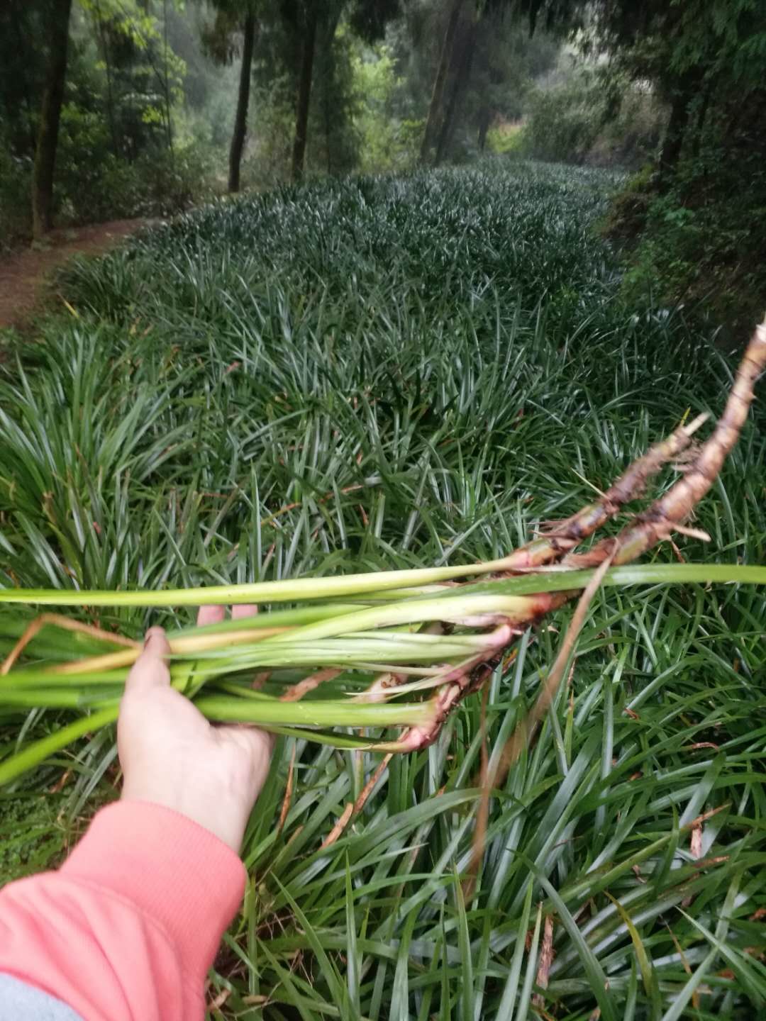 六盘水小石菖蒲种苗批发 水剑草 中药材种植_基地直供