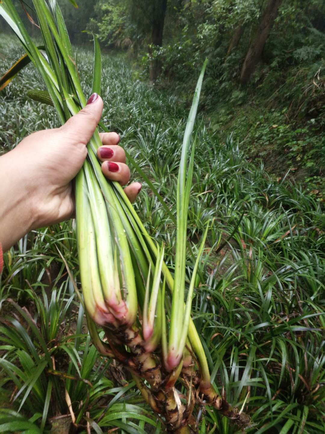 亳州**石菖蒲种植技术 水剑草 中药材种植_基地直供