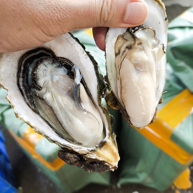 广东威海生蚝供应商 牡蛎批发 营养丰富