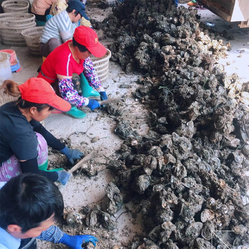 黔东南湛江生蚝 海蛎批发 欢迎在线咨询