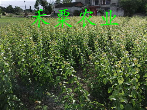 李子樹苗種植技術(shù)年結(jié)果?   ,   李子樹苗種植技術(shù)