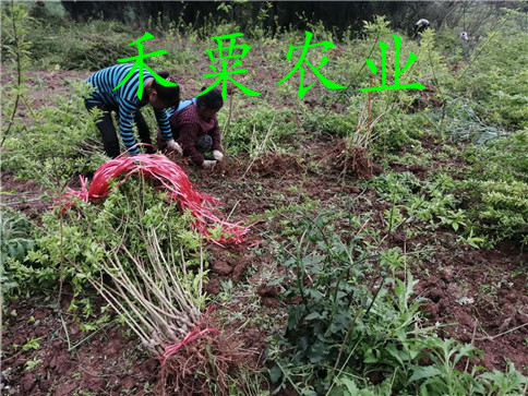 紅河李子苗批發(fā)基地、哪里有冰糖李子樹苗