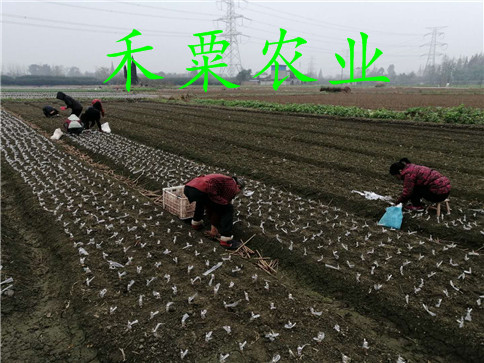 冰糖李子樹(shù)苗多少錢(qián)一棵   ,   晚熟李子苗小苗價(jià)格