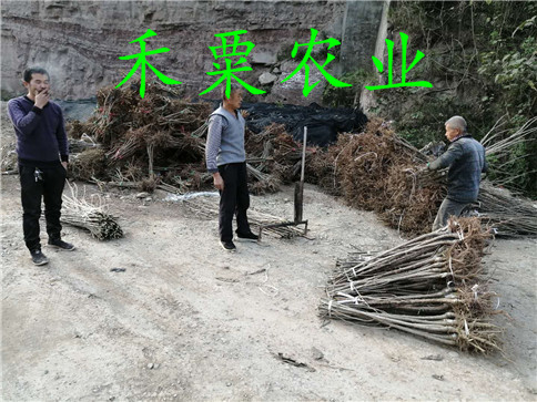 晚熟李子苗栽植土質(zhì)   ,   早熟李子苗種苗培育基地