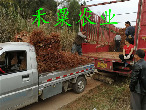 紅河李子苗批發(fā)基地、哪里有冰糖李子樹苗