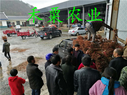 晚熟李子苗栽植土質(zhì)   ,   早熟李子苗種苗培育基地