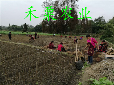 西雙版納李子苗種苗培育基地、早熟李子苗供應(yīng)