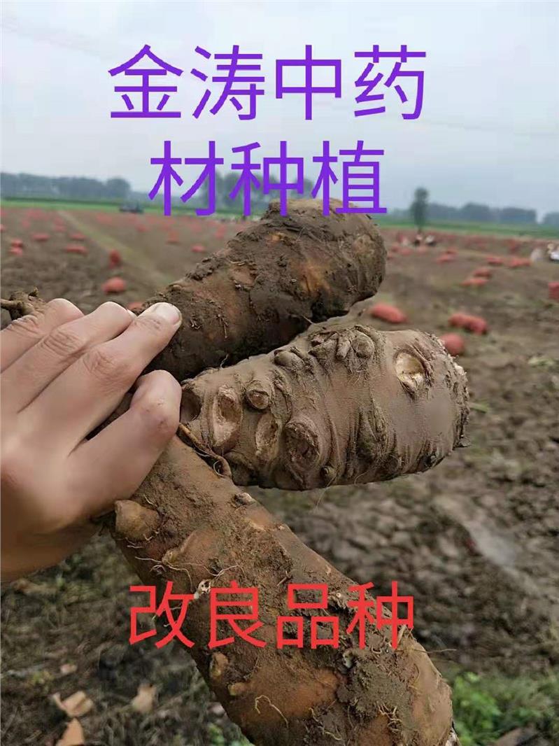 温州白芷种子包回收