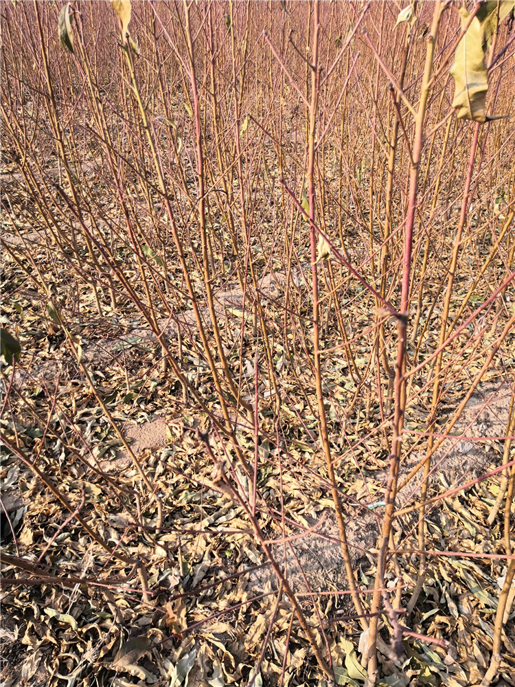 兰州桃树苗批发价格