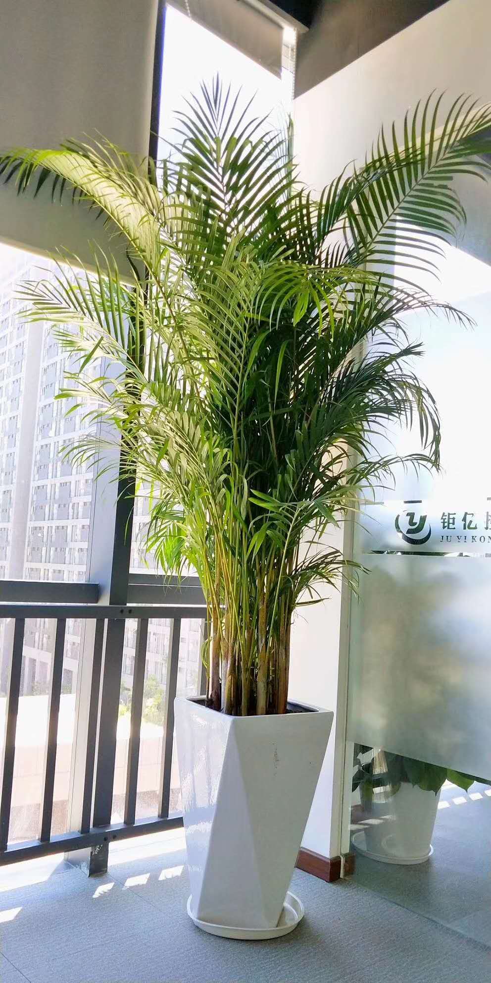 深圳办公室怎么摆放绿植才能增加运势