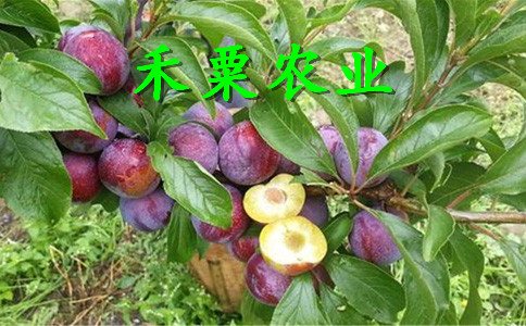 湖南晚熟脆紅李苗種苗公司、早熟脆紅李苗價(jià)格