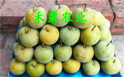 南昌蜂糖李苗圖片小苗秧。蜂糖李子苗批發(fā)基地