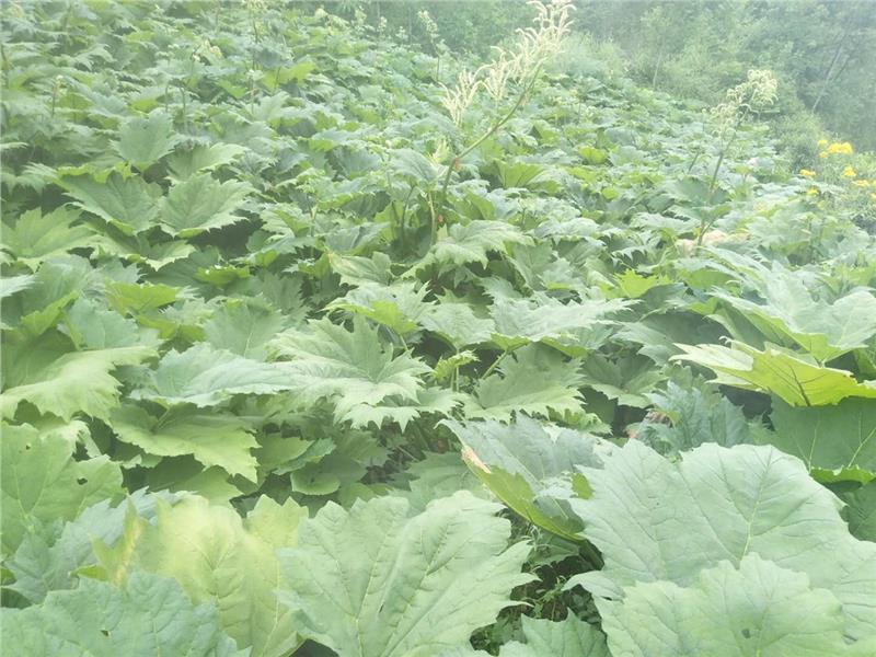 值钱的药材种植基地