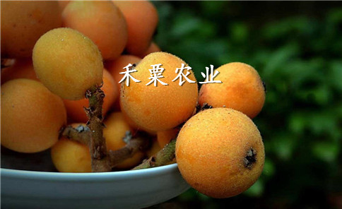 廣元蜂糖枇杷苗價(jià)格_良種枇杷樹苗種植技術(shù)