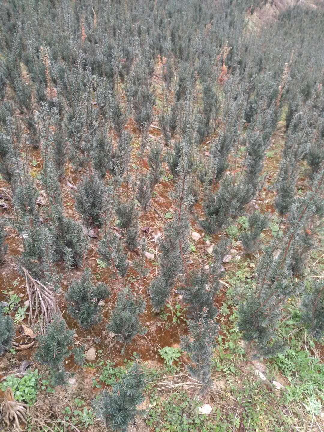 普洱红豆杉苗种植基地