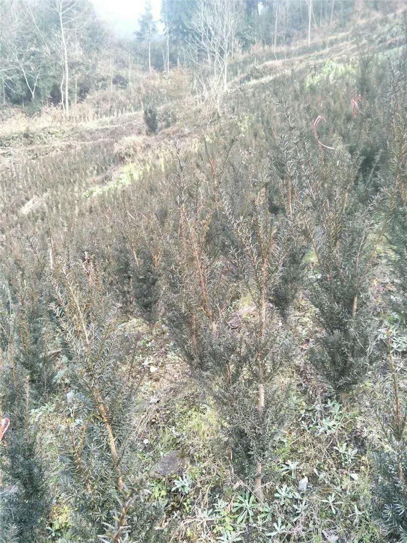 渭南红豆杉苗种植方法