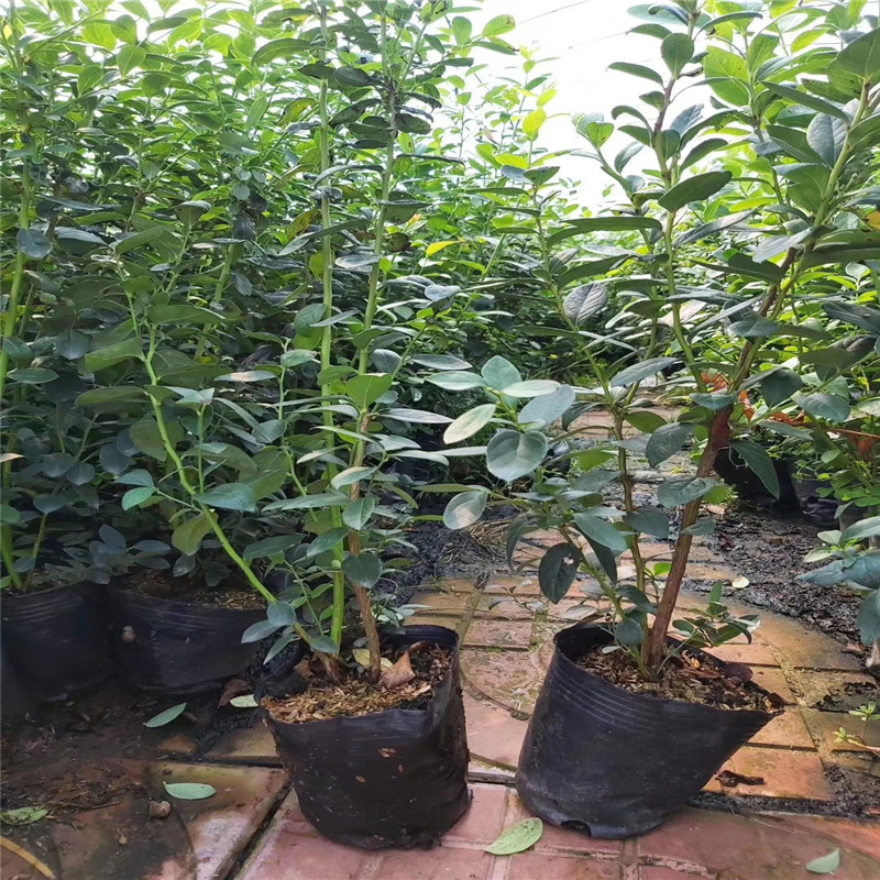 出售三年蓝丰蓝莓苗高度50公分左右 营养钵发货 成活率高
