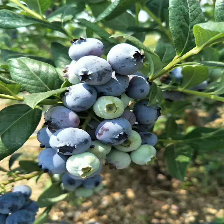 伯克利蓝莓苗管理方法 伯克利蓝莓苗一亩种多少棵