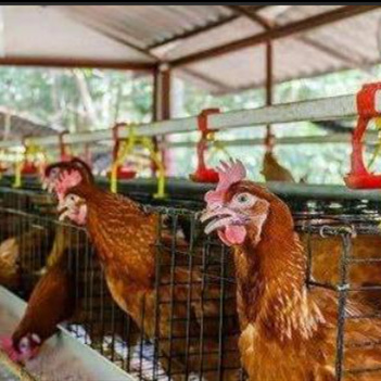 鹤壁市惠民青年鸡养殖中心急售4万只大午金凤青年鸡