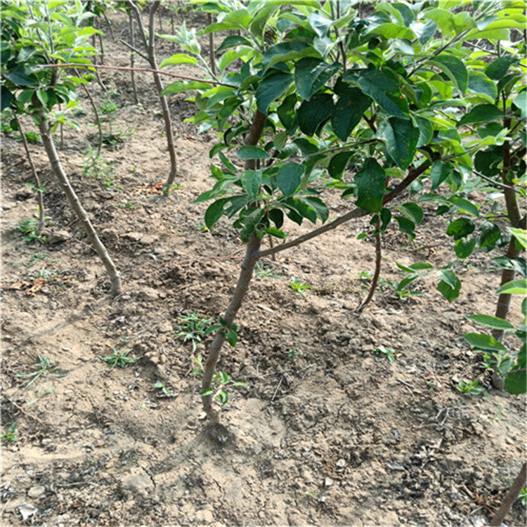 红富士苹果树苗品种