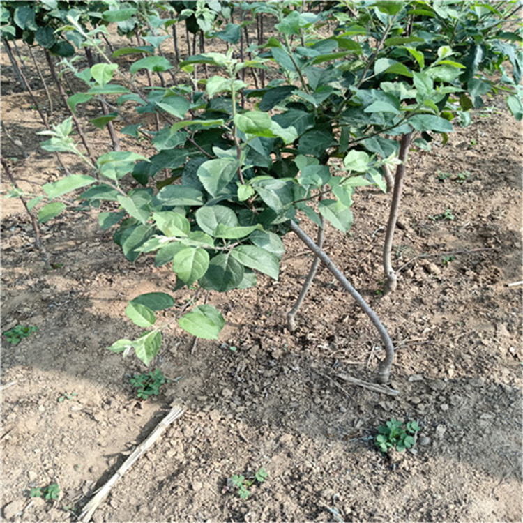 美国蛇果苹果树苗种植基地