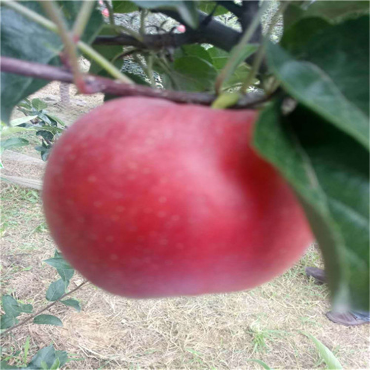 黑钻苹果树苗品种