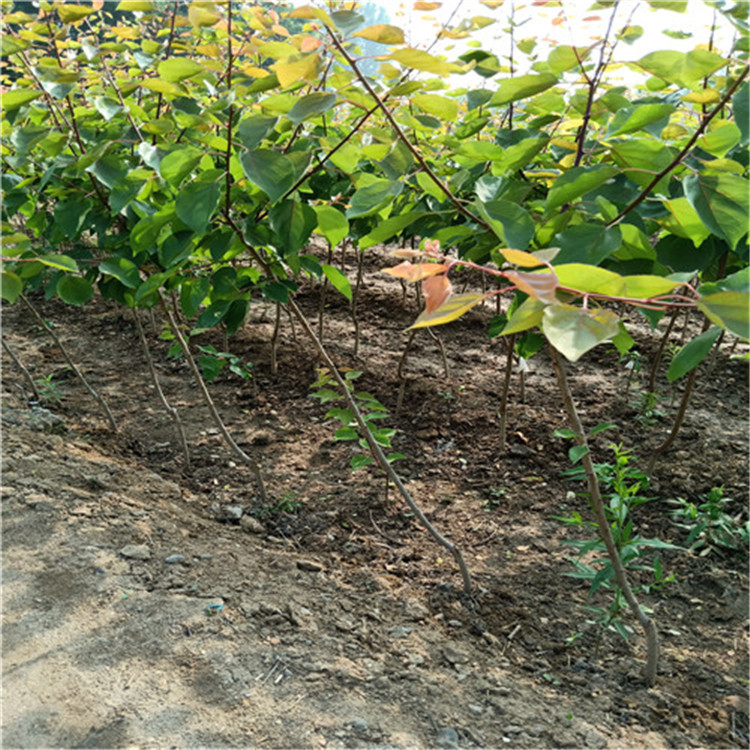 3公分杏树苗种植技术