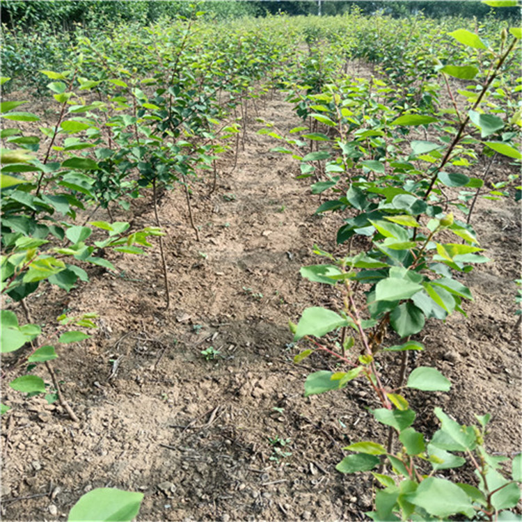 新品种杏树苗供应商 杏树苗靠谱厂家 提供技术支持