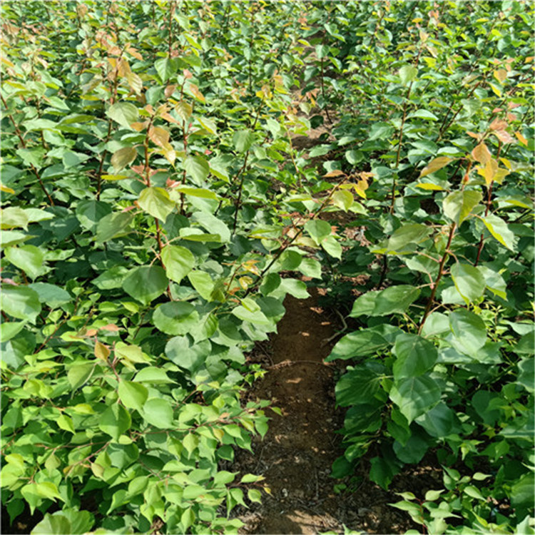 3公分杏树苗种植技术 山东杏树苗产地 提供技术支持