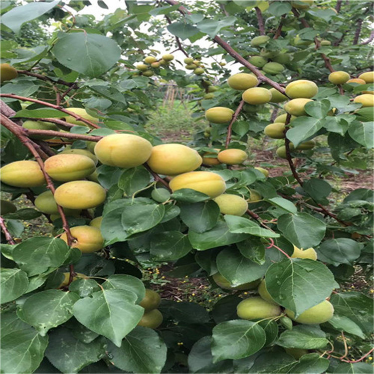 新品种杏树苗供应商