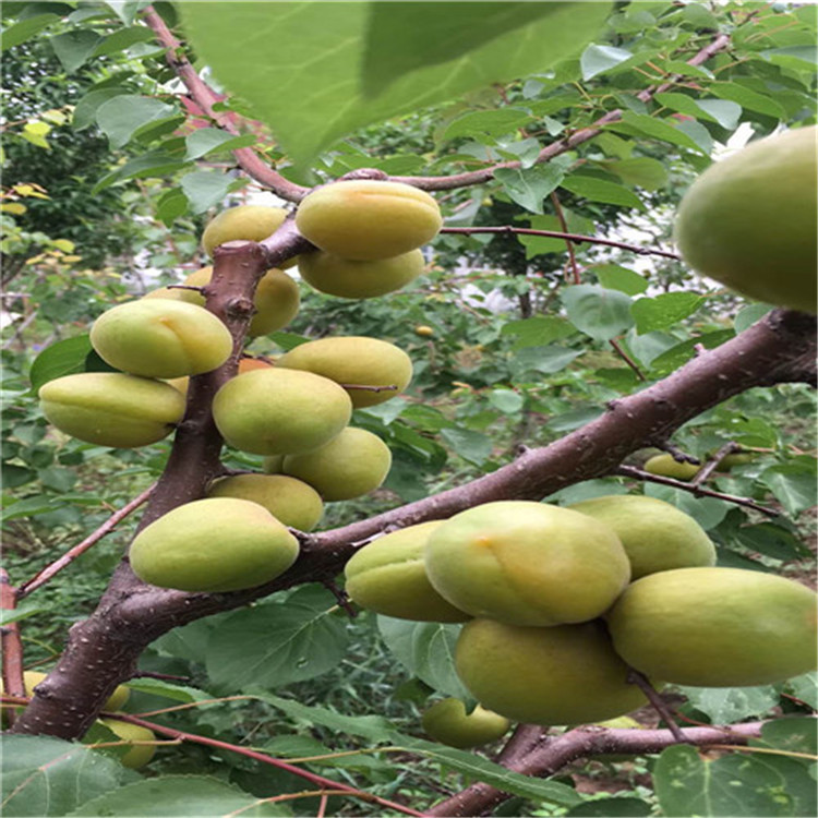 新品种杏树苗种植 山东杏树苗产地 常年出售