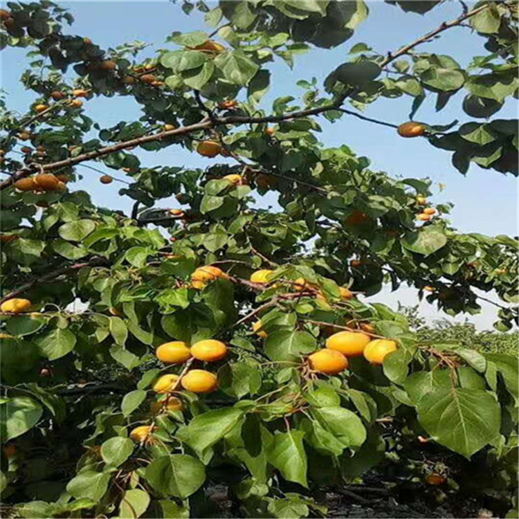 矮化杏树苗批发基地 山东杏树苗产地 品种齐全