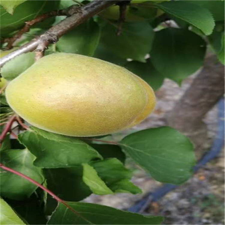 3年杏树苗种植技术 山东杏树苗产地 常年出售