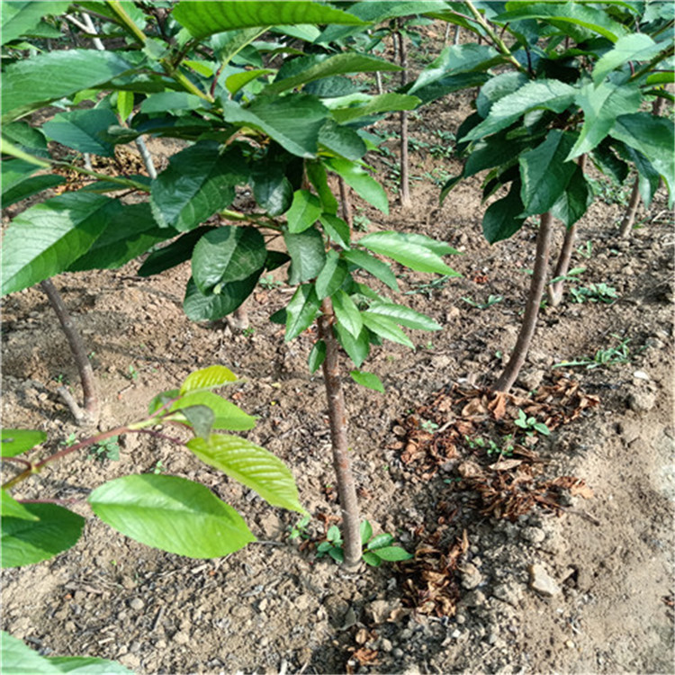 矮化樱桃苗种植技术