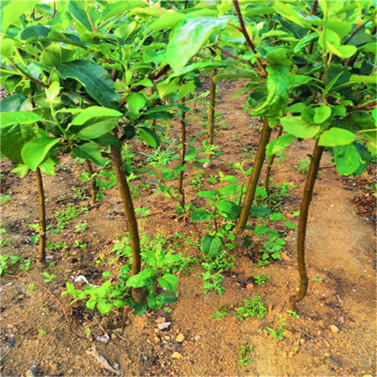 矮化樱桃苗种植技术